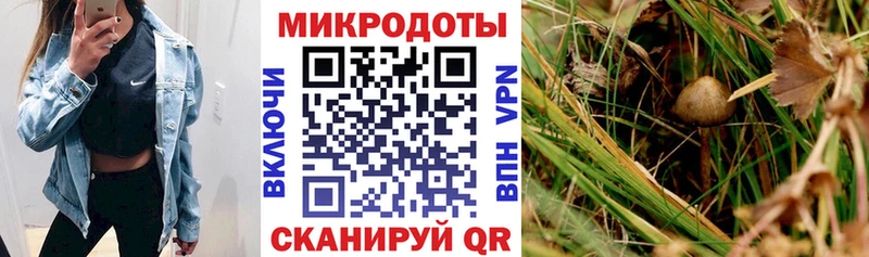 Галлюциногенные грибы Psilocybe  MEGA ссылка  Георгиевск 