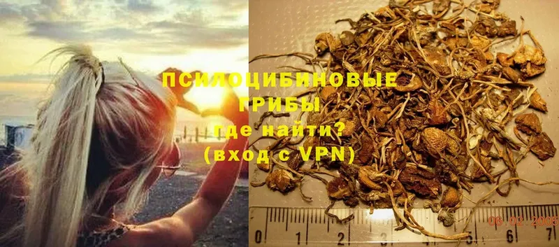 Галлюциногенные грибы Psilocybine cubensis  Георгиевск 