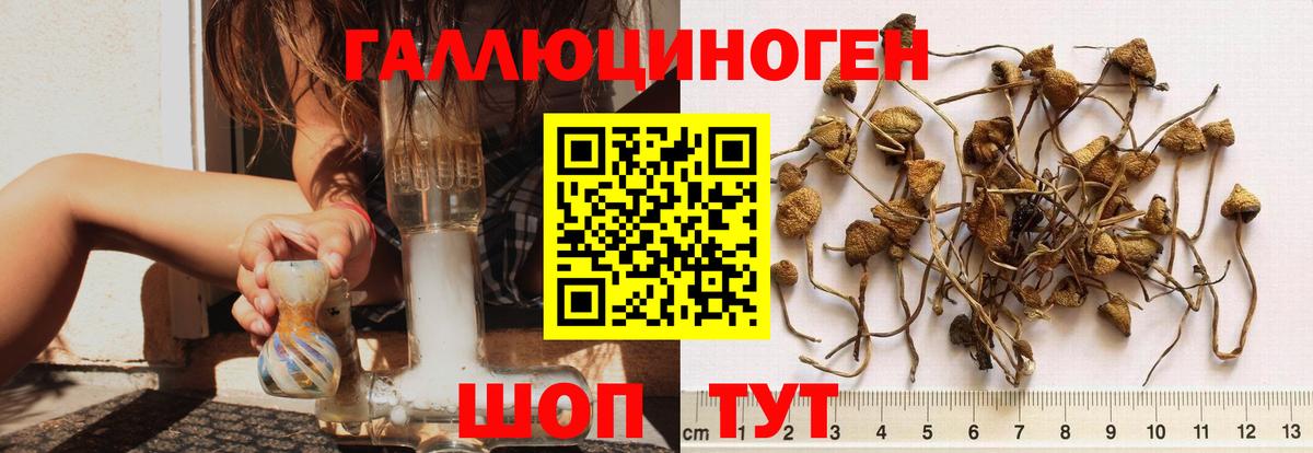 купить наркотики цена  Галлюциногенные грибы GOLDEN TEACHER  Вход с VPN  Георгиевск 
